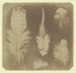 Chicken Feathers, ca. 1840