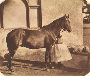 Sultan