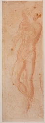 Studies of male nude
