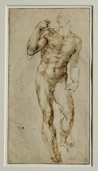 Male Nude, Front View, circa 1502-1506