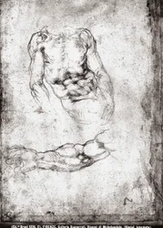Study of a male torso and arm