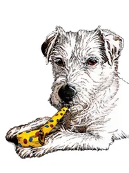 Birthday Parson Dog on White