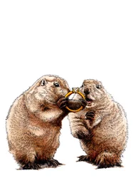 Engaged Prairie Dogs on White, 2020