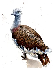 Great Bustard on White