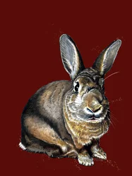Meg The Bunny