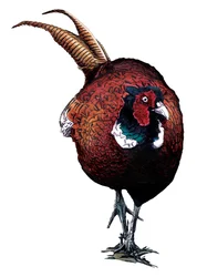The Common Pheasant on White