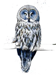The Great Grey Owl on White