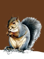 The Grey Squirrel