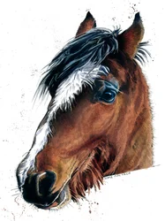 The Horse on White