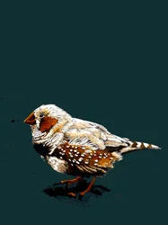 The Zebrafinch