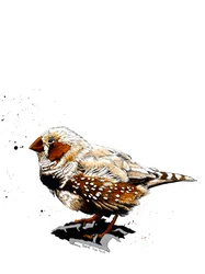 The Zebrafinch