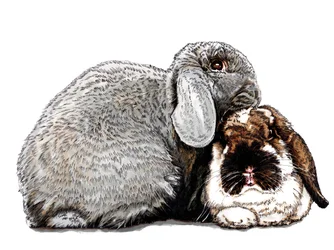 Thinking of Bunnies on White