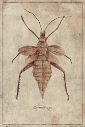 Vintage Insect Illustration