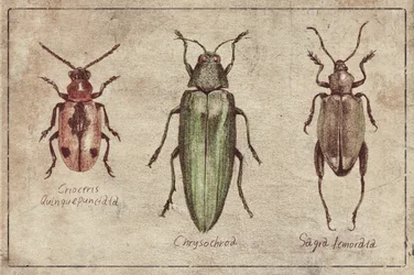 Vintage Insect Taxonomy Trio