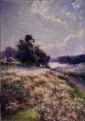 Blooming Meadow