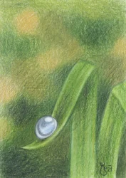 Morning Dewdrop on Grass