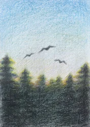 Serene Forest Flight