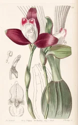 Lycaste macrophylla (as syn. Lycaste plana)