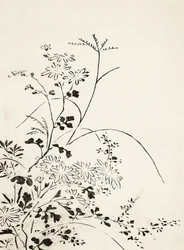 Autumn Flowers and Grasses