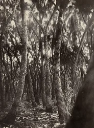 Building an Empire in the Fascist age: a grove of Dum palms