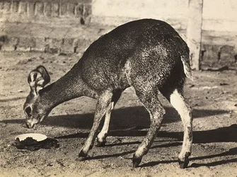 Building an Empire in the Fascist age: an antelope
