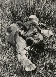 “Building an Empire” in the Fascist age: an example of a young lion, 09/05/1936