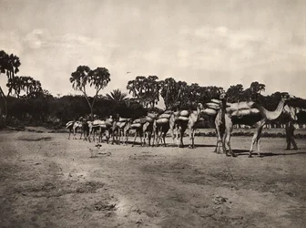 Building an Empire in the Fascist age: caravan of camels