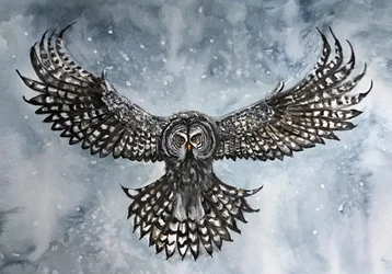 Great Gray Owl Flight
