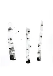 Ghost Birch