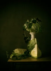 Savoy Cabbage Still Life