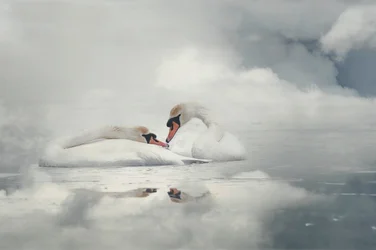 Serene Swan Couple