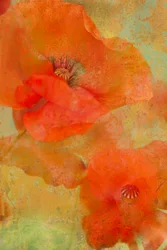Vibrant Orange Poppies
