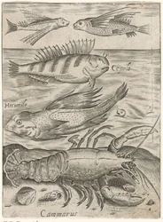 Study sheet with four fish and a lobster, Piscium vivae icones (series title)