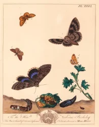 Small Pearl-bordered Fritillary Butterfly, Boloria selene, and Clifden Nonpareil Moth, Catocala fraxini