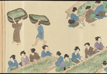 Illustrations of Uji Tea Production