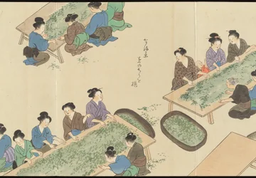 Illustrations of Uji Tea Production