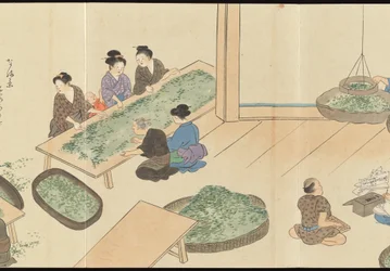 Illustrations of Uji Tea Production