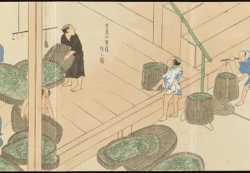 Illustrations of Uji Tea Production
