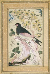 Bird perching on rock, 1684