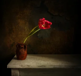 Moody Red Tulip