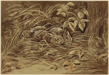 Little Hares