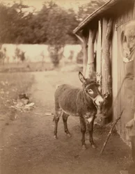 Sénart, the donkey Biribi