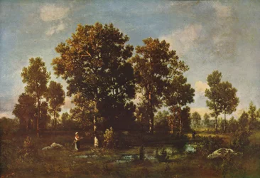 Sunny Days in the Forest