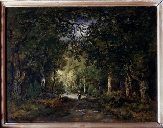 The road under wood