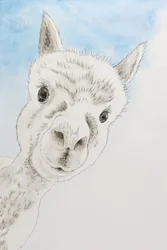 Curious Alpaca Portrait