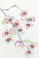 Delicate Pink Blossoms