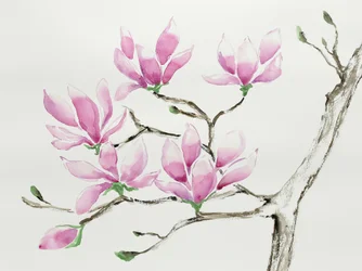 Delicate Pink Magnolias