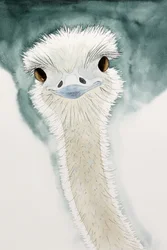 The Cheerful Ostrich from Africa