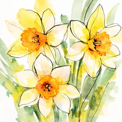 Yellow Daffodils in Bloom