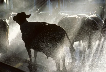 Dairy cows are washed in a shower before being milked at Kibbutz Yotvata